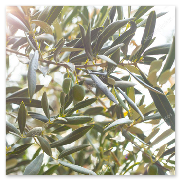 Sonnenuntergang über dem Olivenhain mit Sitzbereich