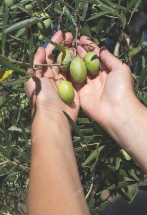 Hand hält Olivenzweig im Sonnenlicht